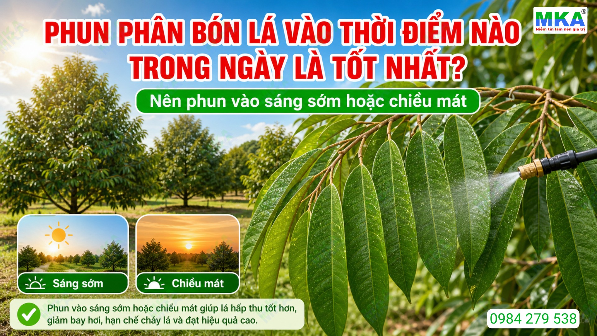 Phun phân bón lá vào thời điểm nào trong ngày là tốt nhất?